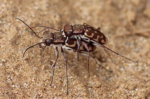 Réf. 232 481 : Lophyra flexuosa